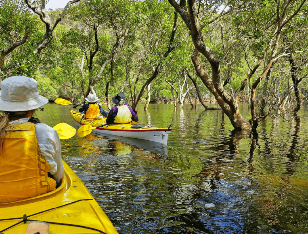 Explore Waterways with Sydney Kayak Experience